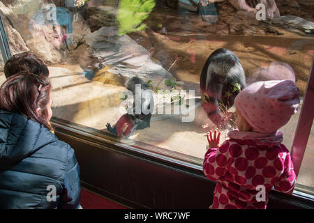 Mother with two small children watching king colobus monkeys behind a glass panel in a zoo in Europe Stock Photo