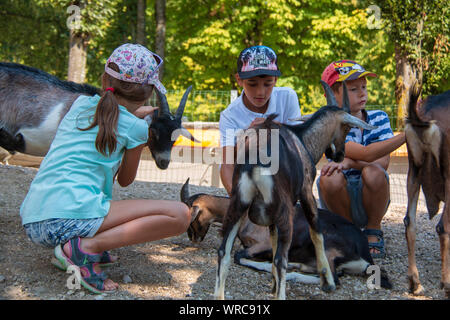 Three kids petting young goats in a petting zoo Stock Photo