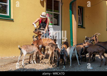 Female tourist feeding hungry goats on the doorstep of a farm house Stock Photo