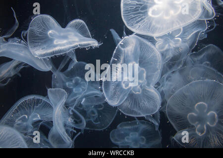 Closeup view of moon jellyfish (Aurelia labiata) drifting with the current into bright light in front of a black background Stock Photo