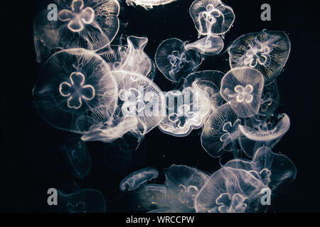 Closeup view of moon jellyfish (Aurelia labiata) drifting with the current into bright light in front of a black background