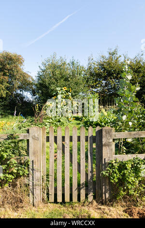 West Haddon, Northamptonshire, UK: A small, wooden, slatted gate leads to a sunlit allotment garden growing sunflowers and runner beans. Stock Photo