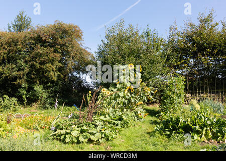 West Haddon, Northamptonshire, UK: A sunlit, partly overgrown allotment garden in late summer with sunflowers and runner beans growing in it. Stock Photo