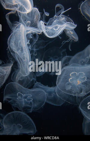 Closeup view of moon jellyfish (Aurelia labiata) drifting with the current into bright light in front of a black background Stock Photo