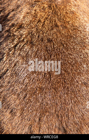 Close-up view of the brown reddish colored fur of a Bennett's wallaby (Macropus rufogriseus) Stock Photo