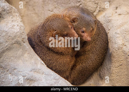 Two common dwarf mongooses (Helogale parvula) sitting in a hole of a rock and hugging each other Stock Photo