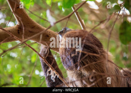 Close-up view of the head of a linnaeus's two-toed sloth (Choloepus didactylus) hanging upside down in a tree