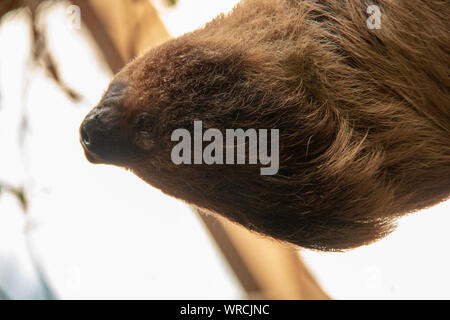 Close-up view of the head of a linnaeus's two-toed sloth (Choloepus didactylus) hanging upside down in a tree