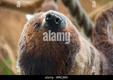 Close-up view of the head of a linnaeus's two-toed sloth (Choloepus didactylus) hanging upside down in a tree