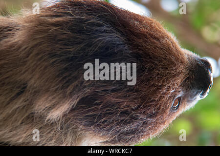 Close-up view of the head of a linnaeus's two-toed sloth (Choloepus didactylus) hanging upside down in a tree