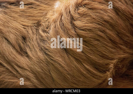 Close-up view of the woolly long hair of the fur of a Linnaeus's two-toed sloth (Choloepus didactylus) Stock Photo