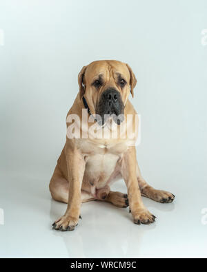 Boerboel psi deals