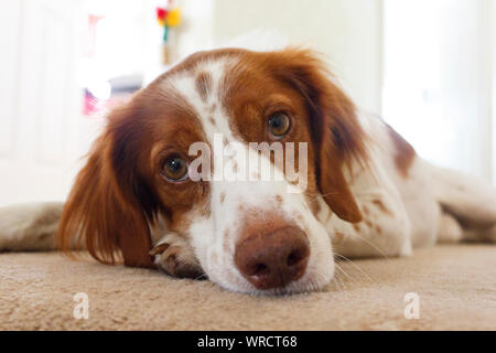 Portrait of Brittany or Breton Spaniel Dog Stock Photo