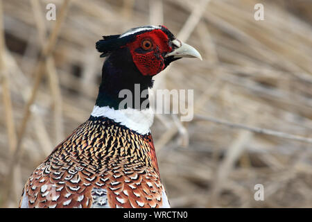 Stunning portrait of a Ring-necked Pheasant rooster Stock Photo