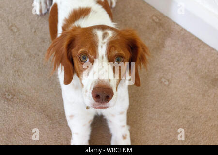 Portrait of Brittany or Breton Spaniel Dog Stock Photo