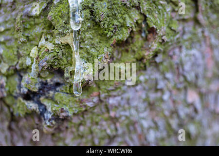 Fresh resin leaking from the bark of a tree Stock Photo