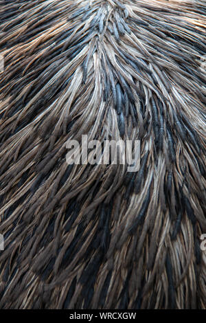 Plumage of an adult Emu (Dromaius novaehollandiae) Stock Photo