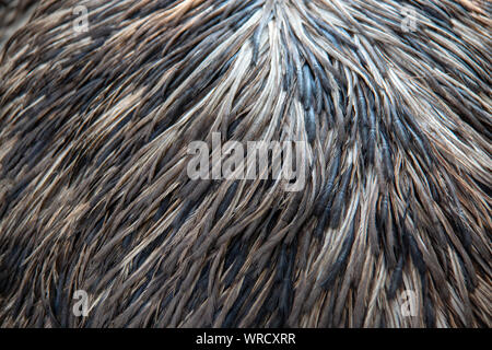 Plumage of an adult Emu (Dromaius novaehollandiae) Stock Photo