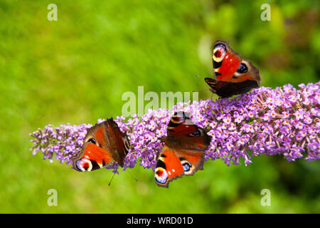 Peacock butterflies on butterfly bush Stock Photo