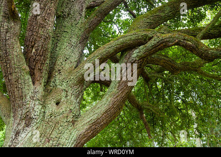 Twisted textured tree branches in Scotland. Stock Photo
