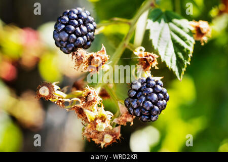 Beautiful black blackberries on a branch in a vegetable garden ,macro photography Stock Photo