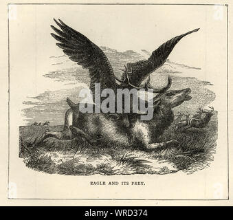 Vintage engraving of Wildlife, Birds, Eagle attacking a deer, 19th Century Stock Photo