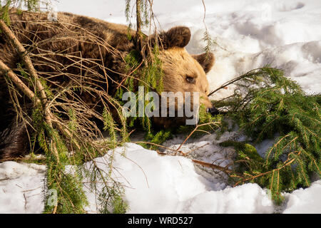 Eurasian brown bear (Ursus arctos arctos) resting behind a fallen tree branch in the Austrian alpine region and enjoying the warm spring sun Stock Photo