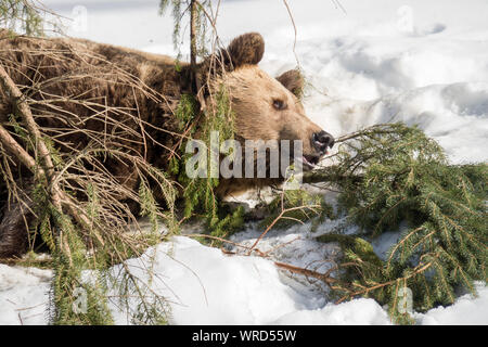 Eurasian brown bear (Ursus arctos arctos) resting behind a fallen tree branch in the Austrian alpine region and enjoying the warm spring sun Stock Photo