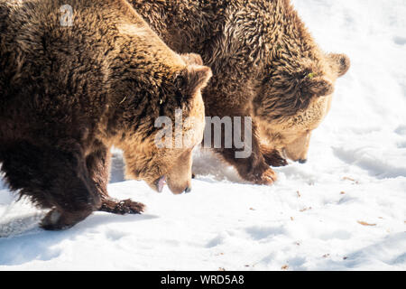 Two Eurasian brown bears (Ursus arctos arctos) trailing a scent in the wilderness of the Austrian alpine region Stock Photo