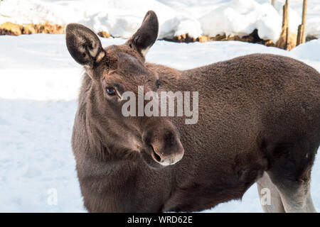 Young moose (Alces alces) standing in a winter landscape Stock Photo