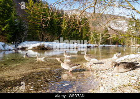 Greylag geese participating in the studies of the Konrad Lorenz Forschungsstelle (KLF) taking a bath in the Alm river near Grünau, Upper Austria