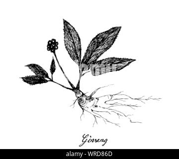 Herbal Flower and Plant, Hand Drawn Illustration of Ginseng Plants Used for Traditional Medicine Believed to Boost Energy, Lower Blood Sugar and Chole Stock Vector