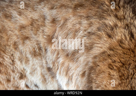 Close-up view of the medium brown to goldish colored fur of an Eurasian lynx with the characteristic dark brown spots along it's fluffy body Stock Photo