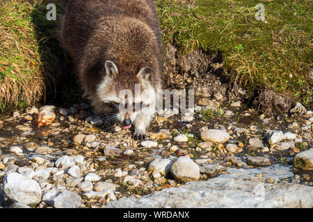 Raccoon with beautiful facial mask walking along the bank of a creek heading for the cold water Stock Photo