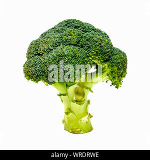 Broccoli stalk on a white background Stock Photo
