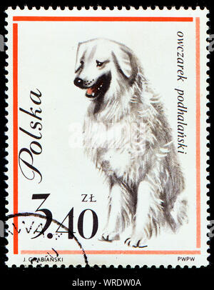 Dog on Polish postmark from 1963 Stock Photo