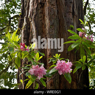 CA03518-00...CALIFORNIA - Rhododendron flowers and a large redwood tree on the Hiouchi Trail in Jedediah Smith Redwoods State Park. Stock Photo