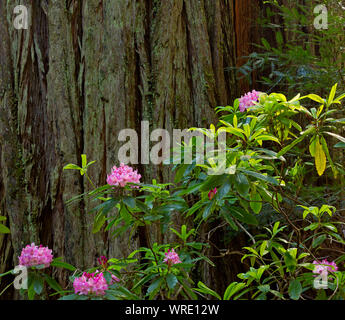 CA03520-00...CALIFORNIA - Rhododendron blooming along the Hiouchi Trail in Jedediah Smith Redwoods State Park; part of the Redwoods National and State Stock Photo