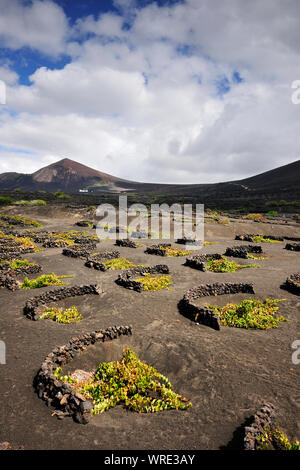 Traditional vineyards in La Geria where the wines are produced in a volcanic ash soil. Lanzarote, Canary islands. Spain Stock Photo