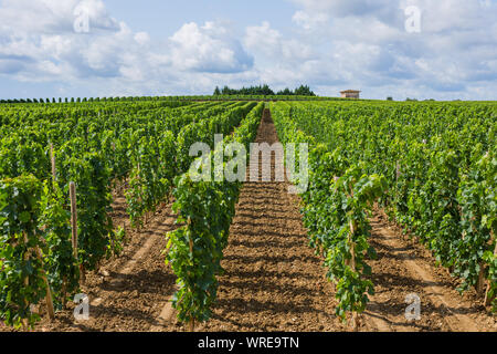 Vineyard at the rural fields of Bordeaux, near Saint Emilion, France Stock Photo