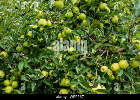 Organic apples hanging from a tree branch in an organic garden Stock Photo