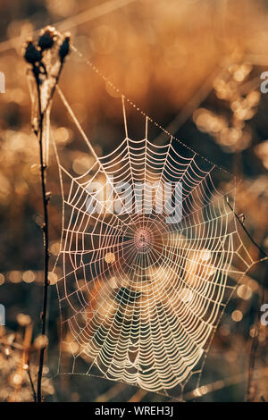 Spider web on a dry grass in the autumn field at sunset close-up Stock Photo