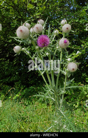 Woolly thistle (Cirsium eriophorum) purple flowers and grey glaucous and spiny buds of large plant on chalk downland, Berkshire, June Stock Photo