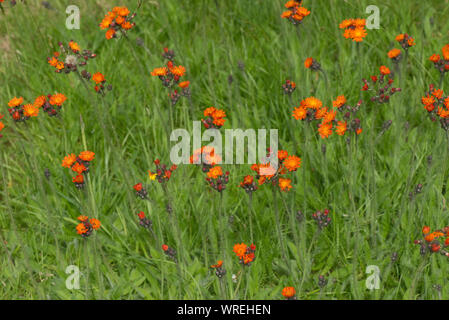 Fox-and-cubs or orange hawkbit (Pilosella, aurantiaca) flowering in a garden lawn, Berkshire, July Stock Photo