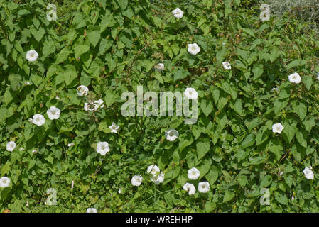 Hedge bindweed or granny-pop-out-of-bed (Calystegia sepium) flowering plant climbing through an old hedge, Berkshire, July Stock Photo