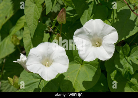 Hedge bindweed or granny-pop-out-of-bed (Calystegia sepium) flowering plant climbing through an old hedge, Berkshire, July Stock Photo