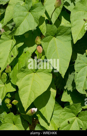 Hedge bindweed or granny-pop-out-of-bed (Calystegia sepium) buds on flowering plant climbing through an old hedge, Berkshire, July Stock Photo