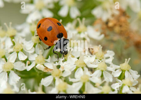 A native seven-spot ladybird (Coccinella septempunctata) feeding on nectar from a hogweed flower, Berkshire, July Stock Photo