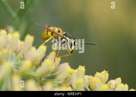 German wasp (Vespula germanica) feeding on nectar from fennel flowers, Berkshire, August Stock Photo