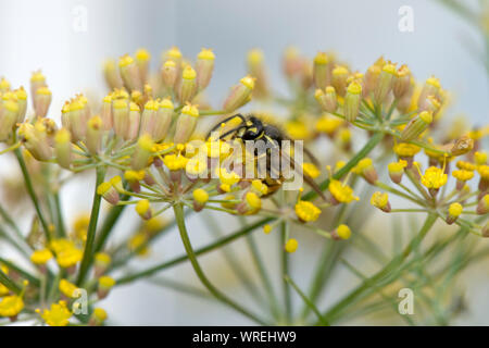 Median wasp (Dolichovespula media) feeding on nectar from fennel flowers, Berkshire, August Stock Photo